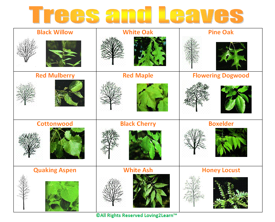 Tree Leaves Chart