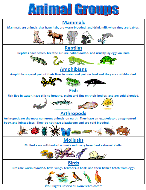 Super Subjects - Super Science - Life Science - Animal Groups - Animal Groups Chart Super Subjects - Super Science - Life Science - Animal Groups - Animal Groups Chart