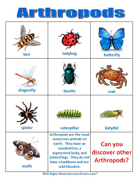 Arthropods%20Chart.gif