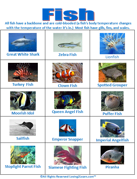 Super Subjects - Super Science - Life Science - Animal Groups - Fish