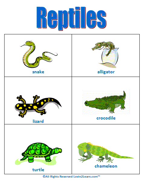 Super Subjects - Super Science - Life Science - Animal Groups - Reptiles Super Subjects - Super Science - Life Science - Animal Groups - Reptiles