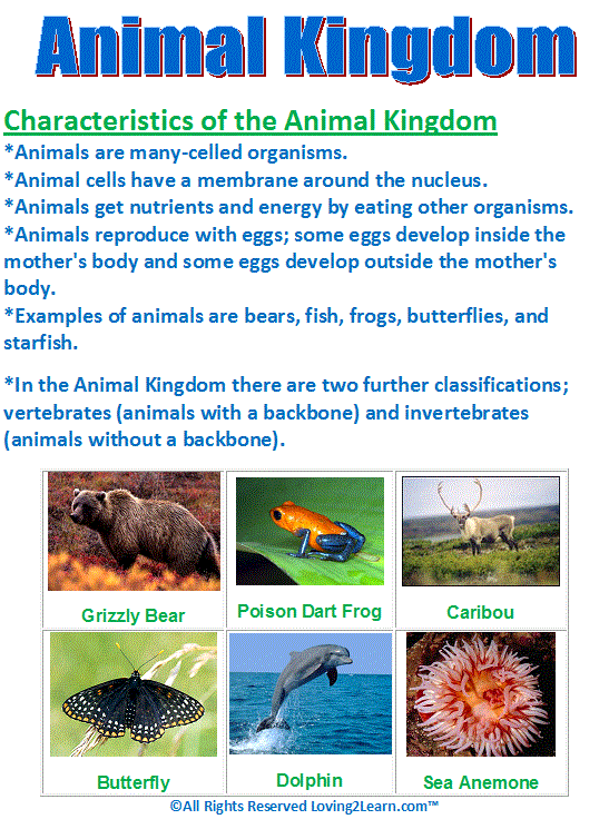 Super Subjects - Super Science - Life Science - Kingdoms - Animal Kingdoms
