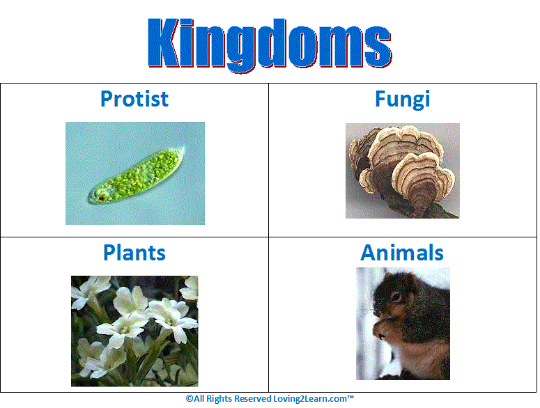 Super Subjects Super Science Life Science Kingdoms Kingdoms Chart Super Subjects Super Science Life Science Kingdoms Kingdoms Chart