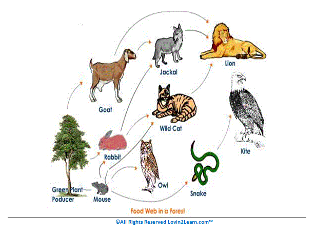 forest food web examples