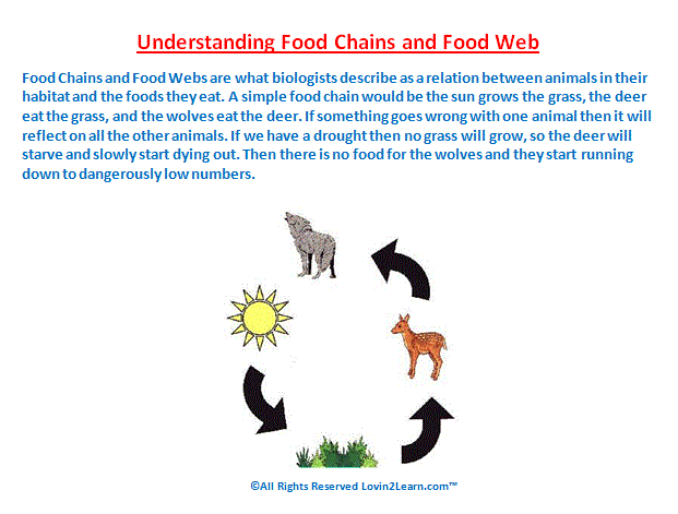 Food web and food chain compare and contrast essays