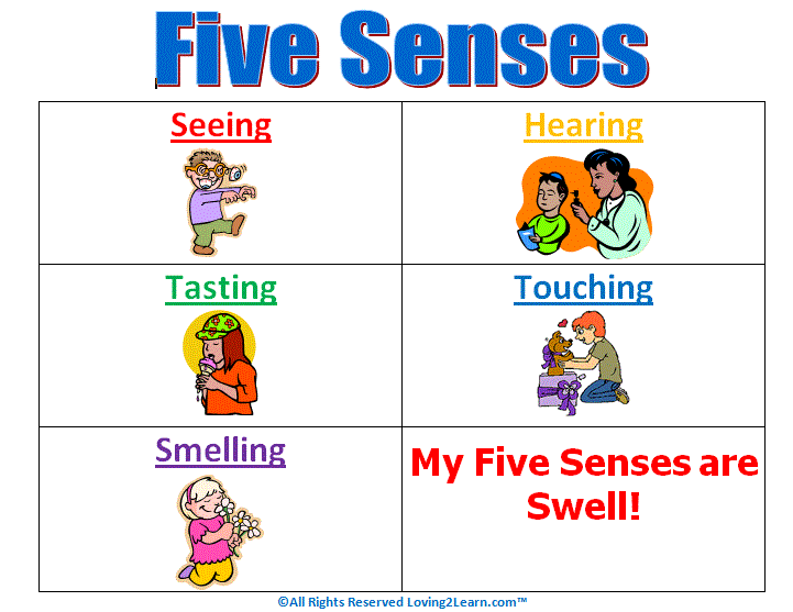 Senses Chart