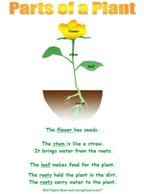 Parts Of The Plant Chart