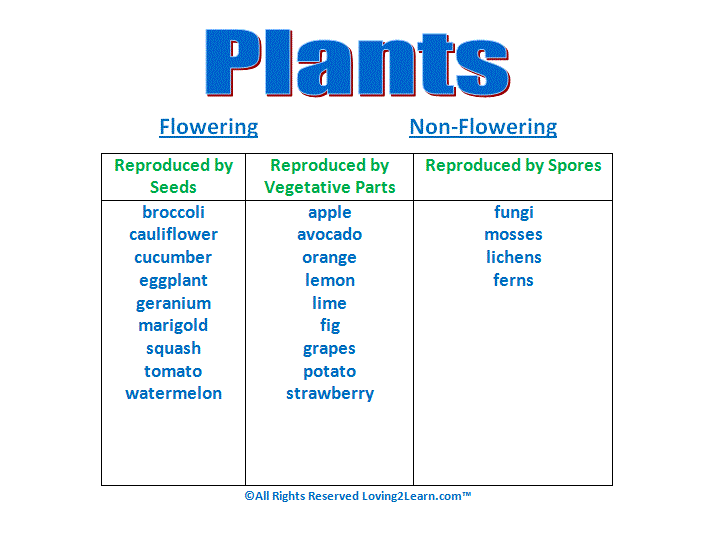 Plant Classification Chart