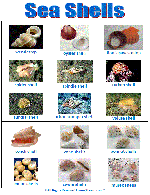 Sea Shell Chart